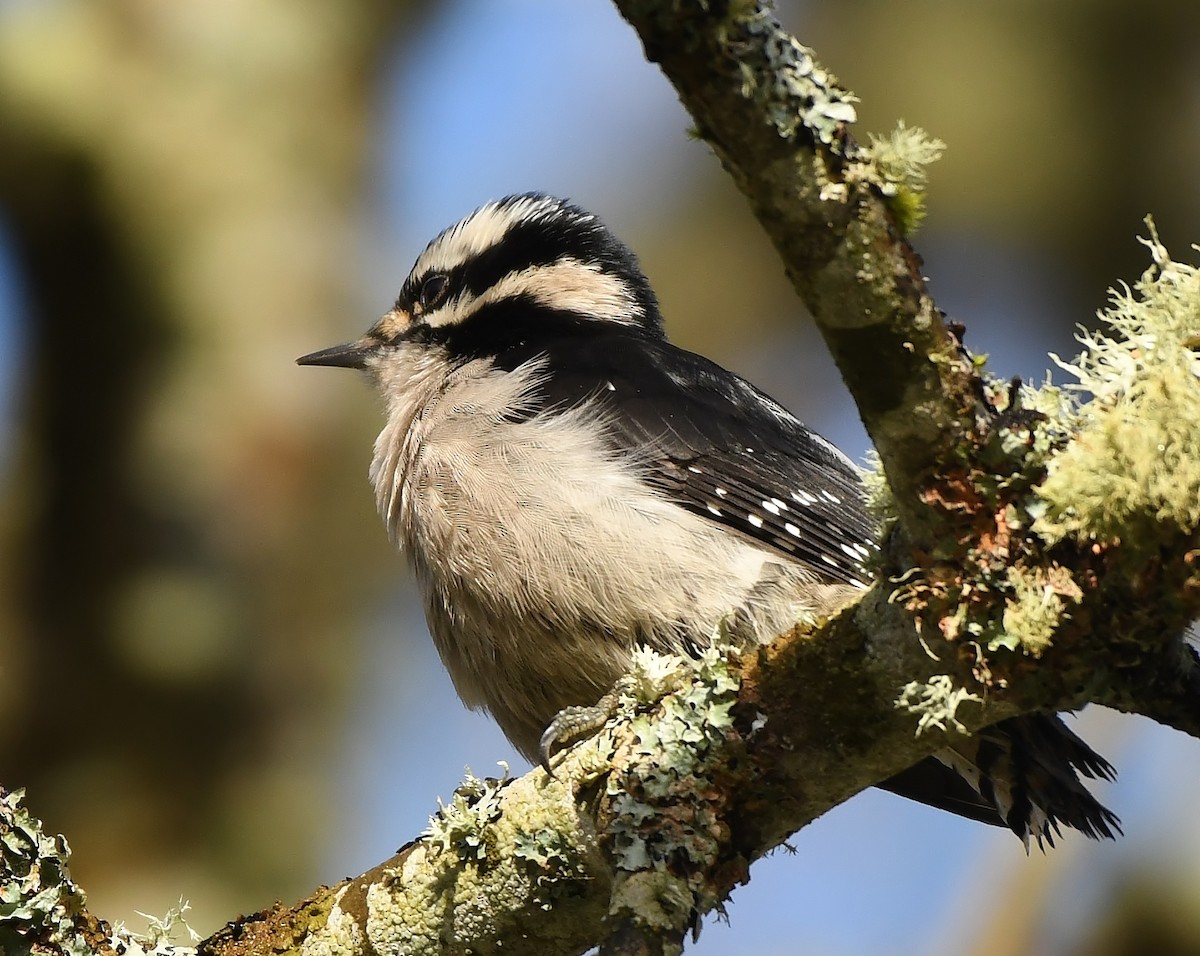 Downy Woodpecker - ML199446771