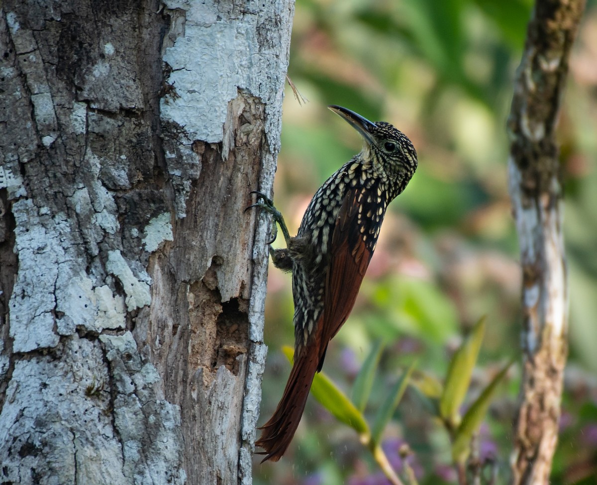 Black-striped Woodcreeper - Rio Dante