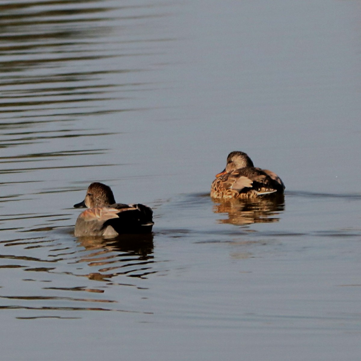 Gadwall - Joy Brooks