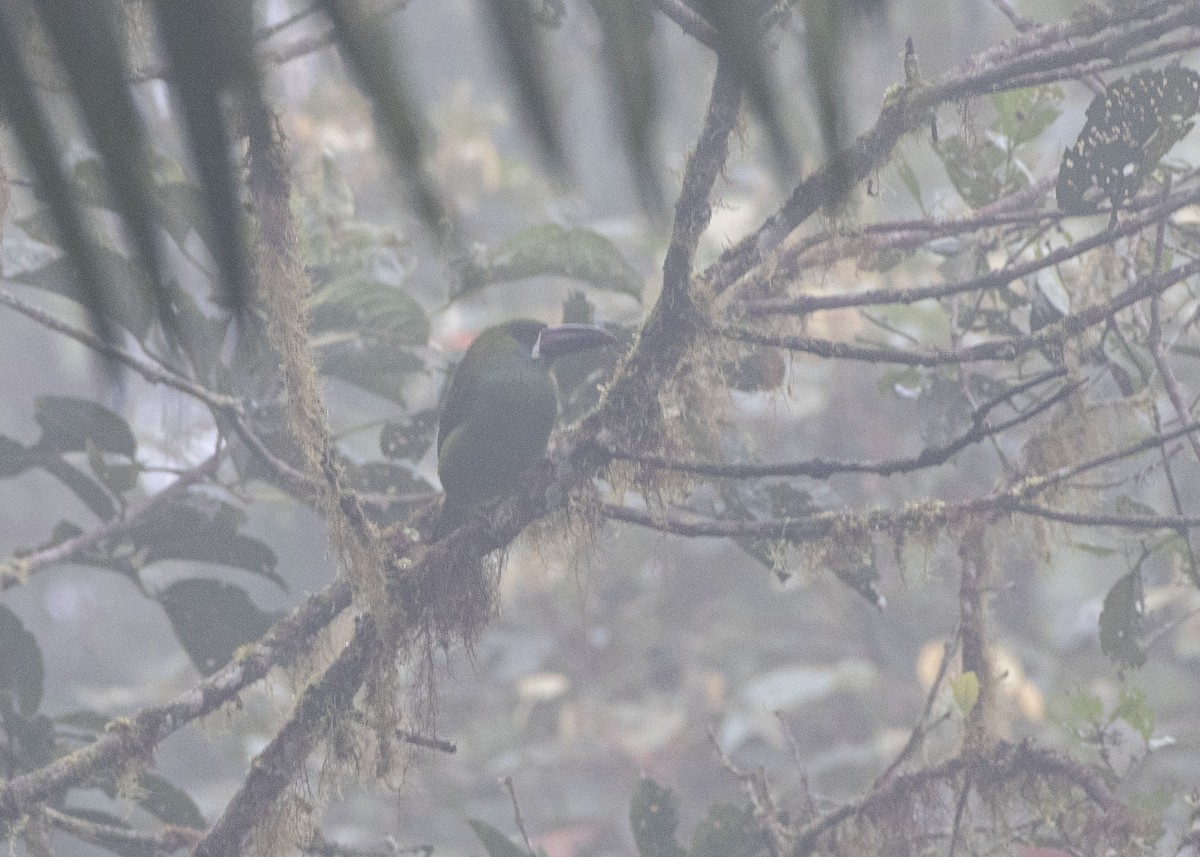 Crimson-rumped Toucanet - ML199448891