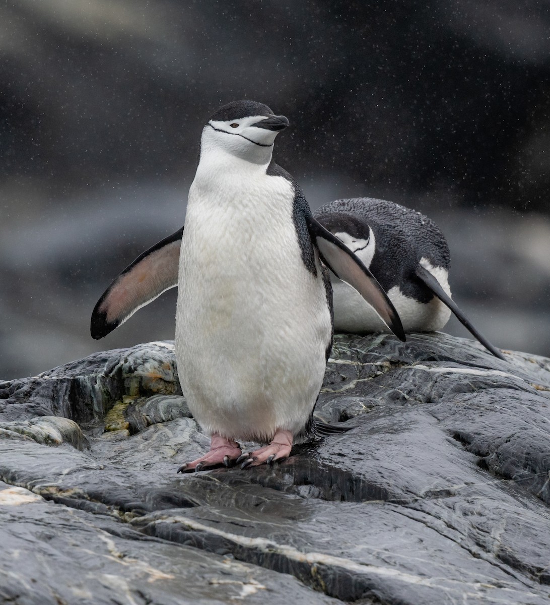 Chinstrap Penguin - ML199449541