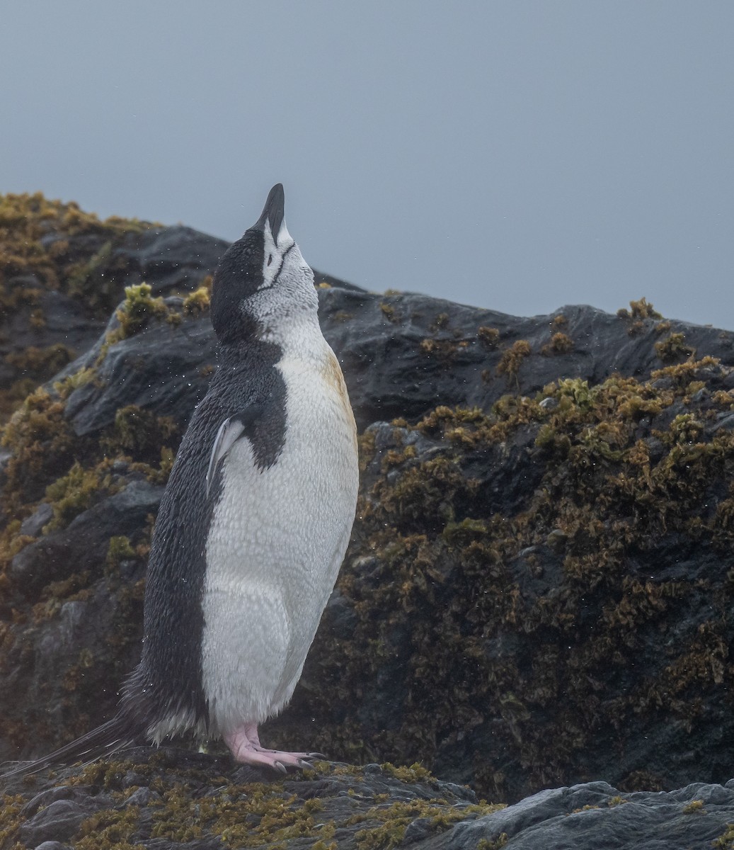 Chinstrap Penguin - Jining Han