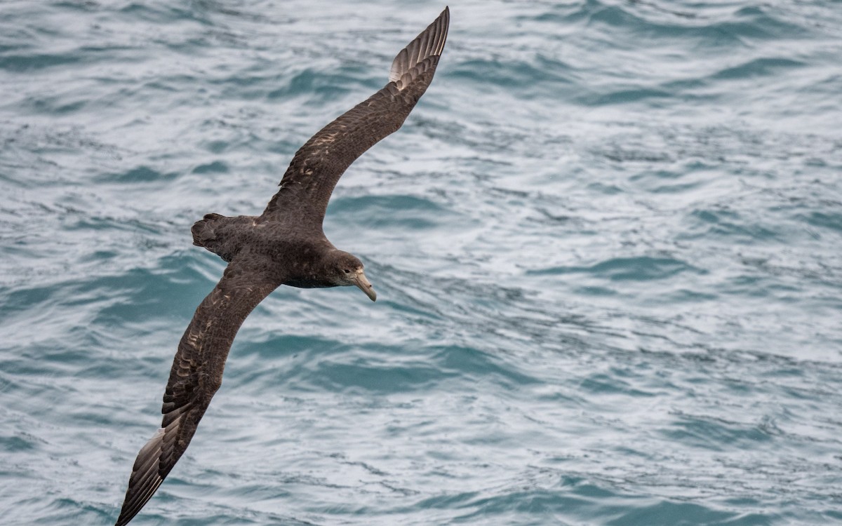 Southern Giant-Petrel - ML199449701