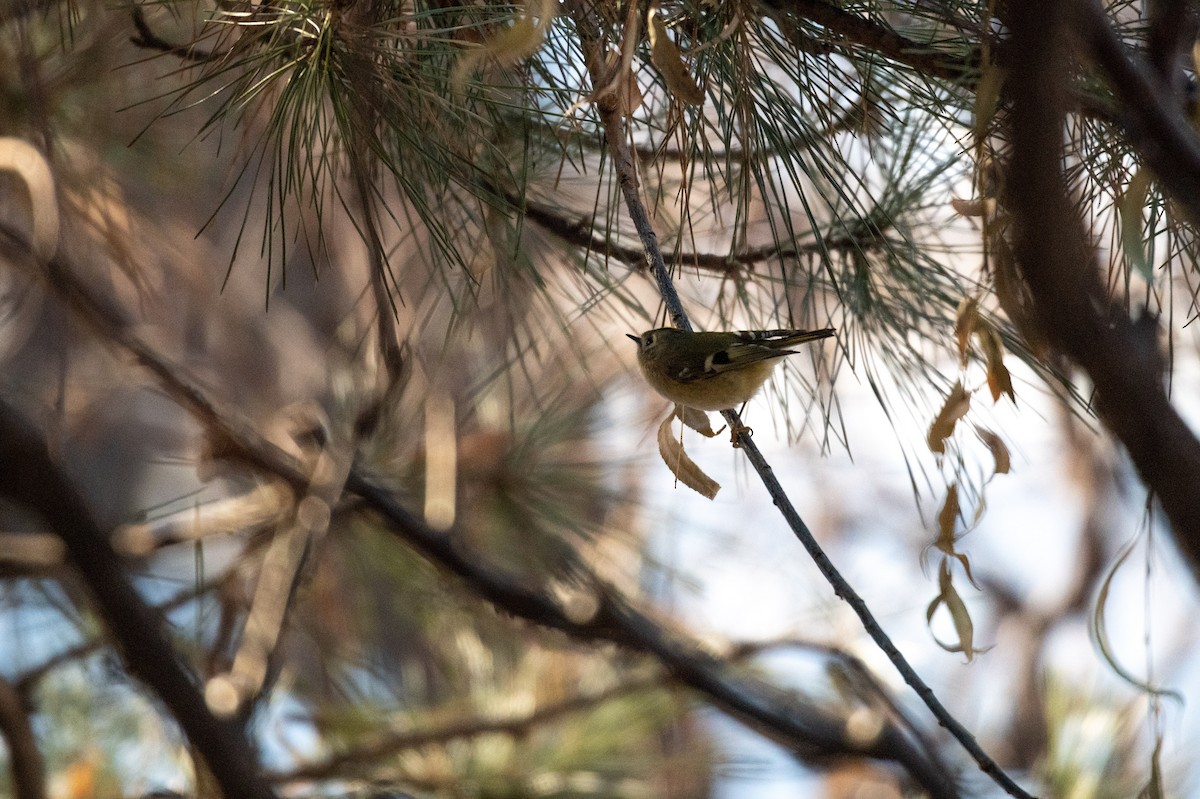 Goldcrest - ML199451281