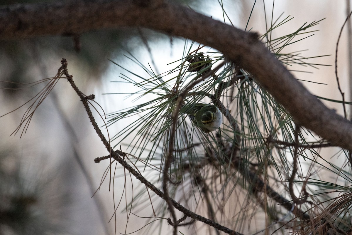 Pallas's Leaf Warbler - ML199451391