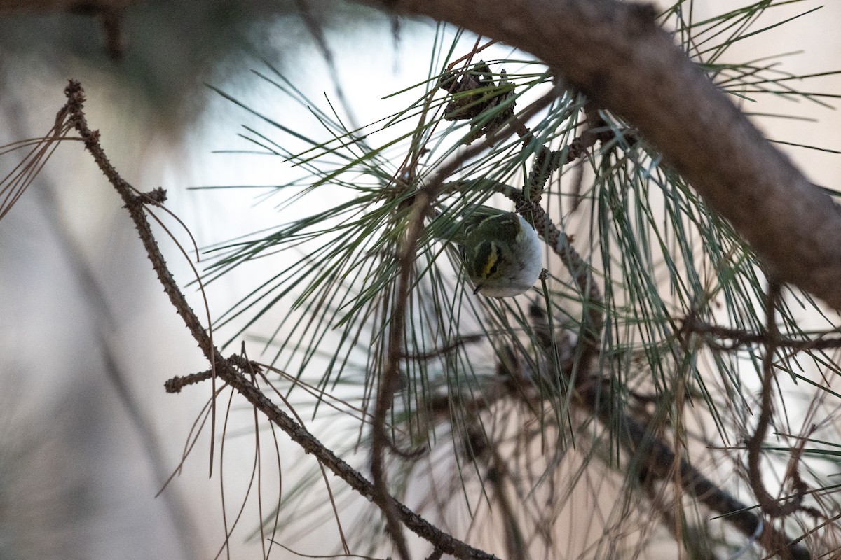 Pallas's Leaf Warbler - ML199451411