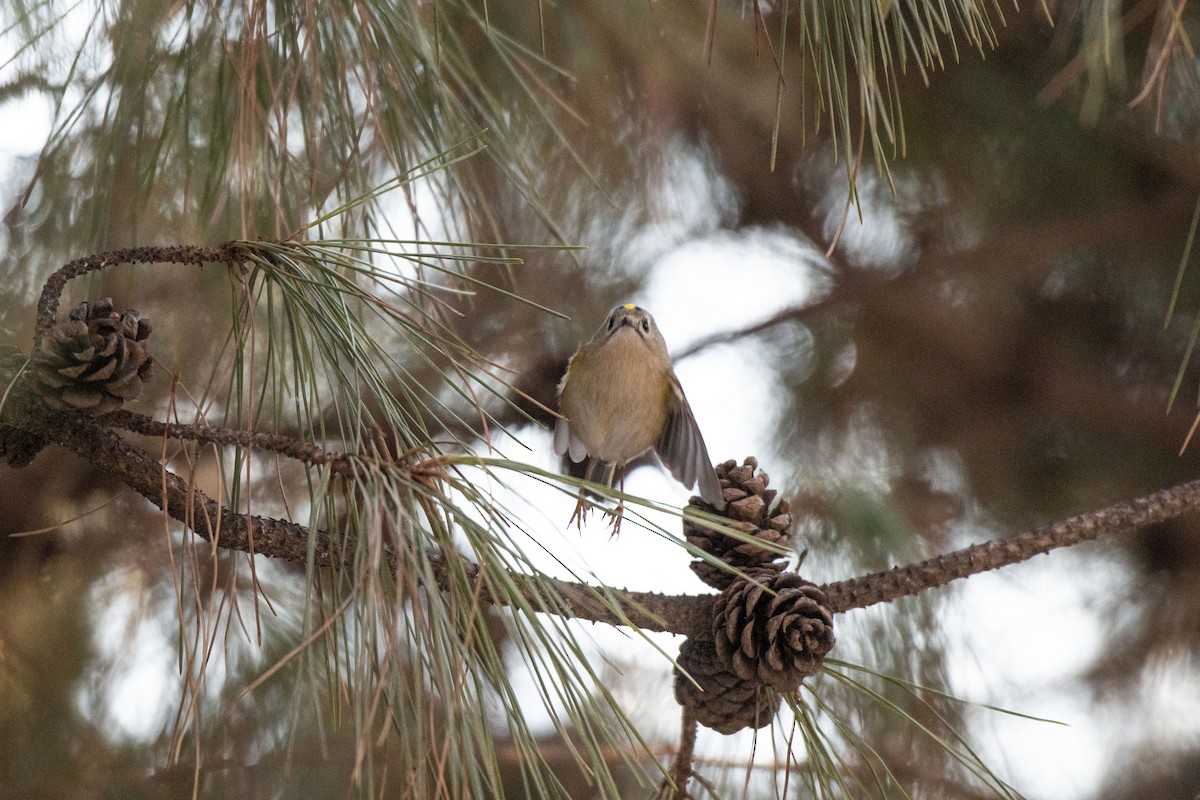 Wintergoldhähnchen - ML199451611