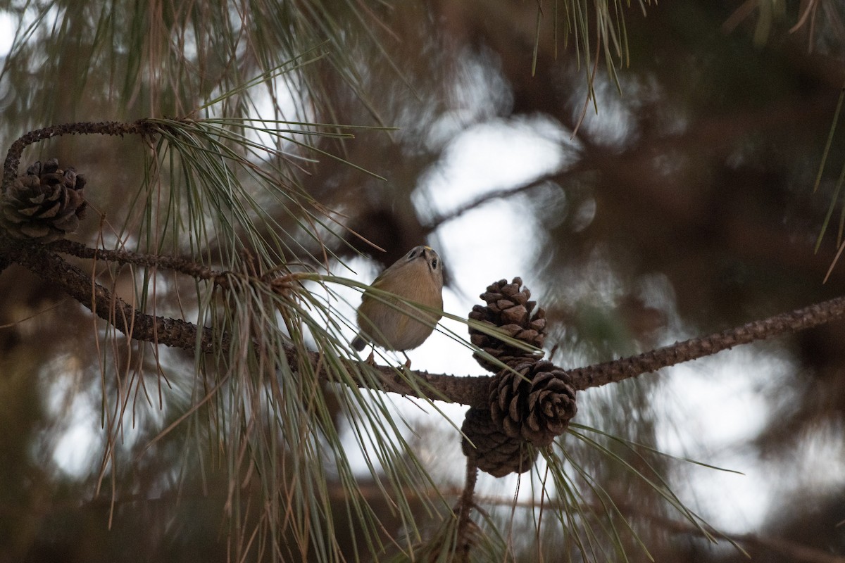 Wintergoldhähnchen - ML199451661