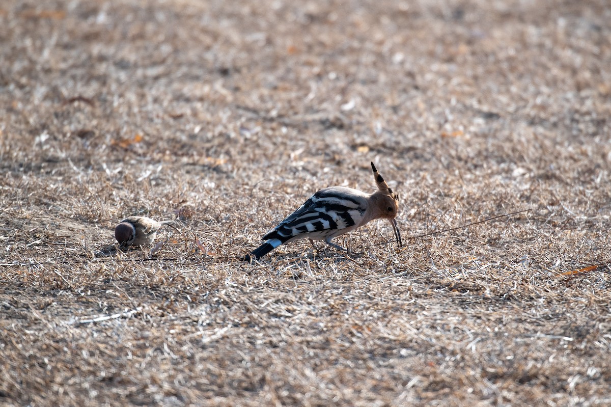 Eurasian Hoopoe (Eurasian) - ML199451671