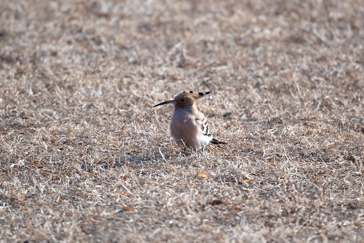 Eurasian Hoopoe (Eurasian) - (Ai)Tao Liu