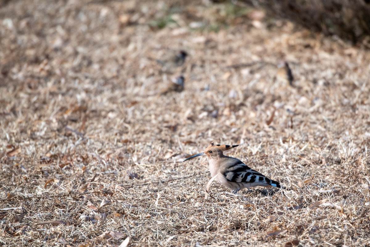 Eurasian Hoopoe (Eurasian) - ML199451721