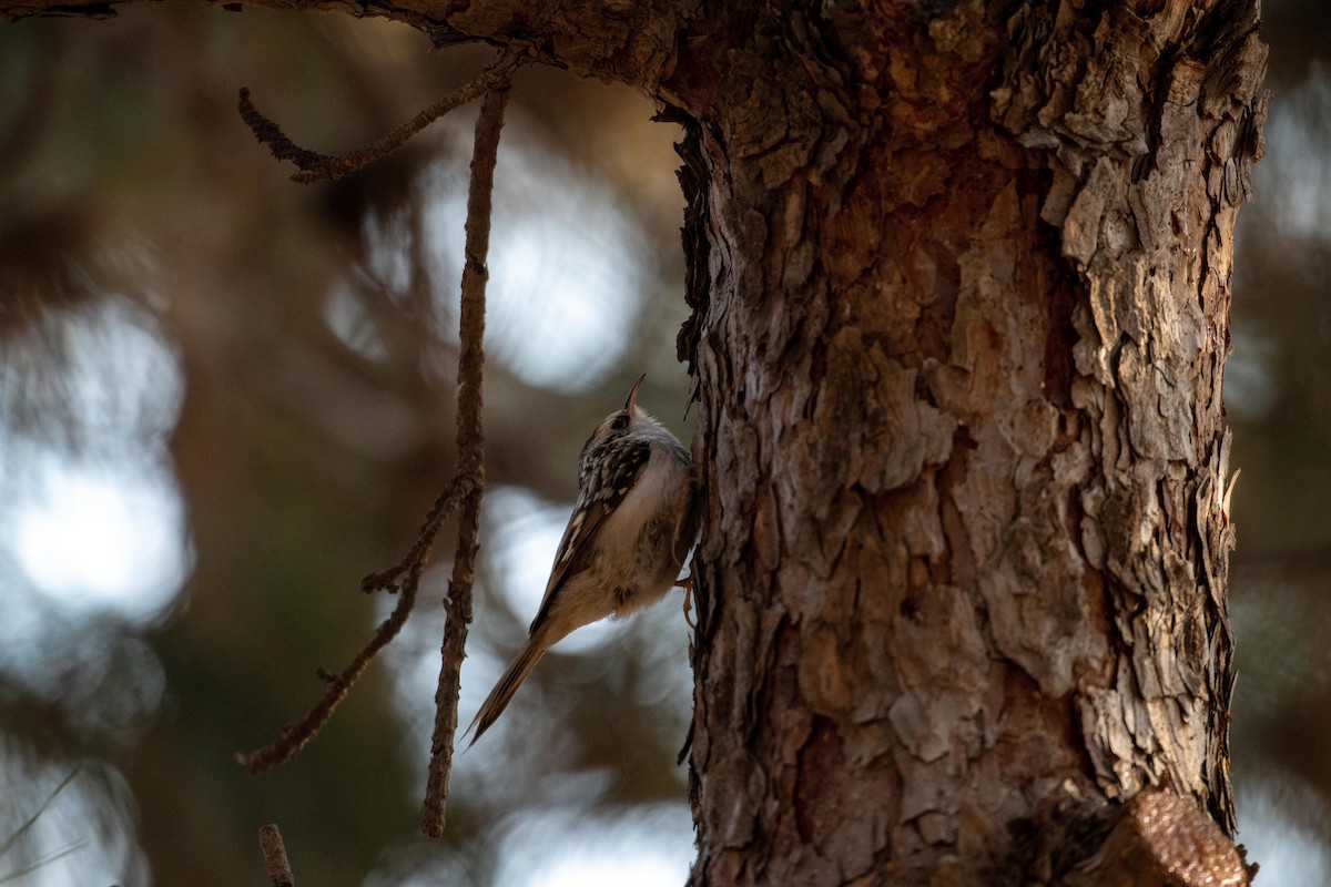 Eurasian Treecreeper - (Ai)Tao Liu