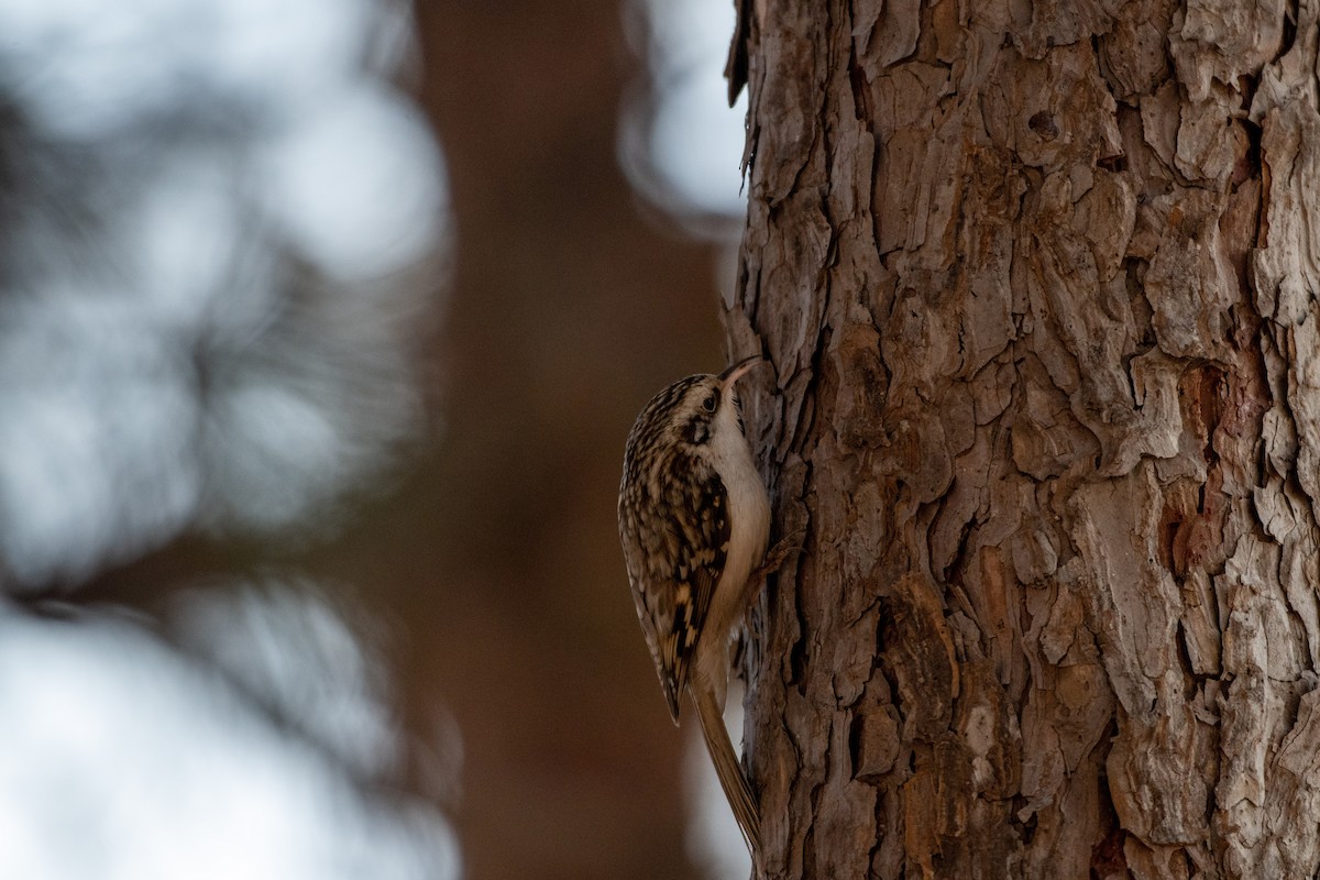 Eurasian Treecreeper - ML199451971