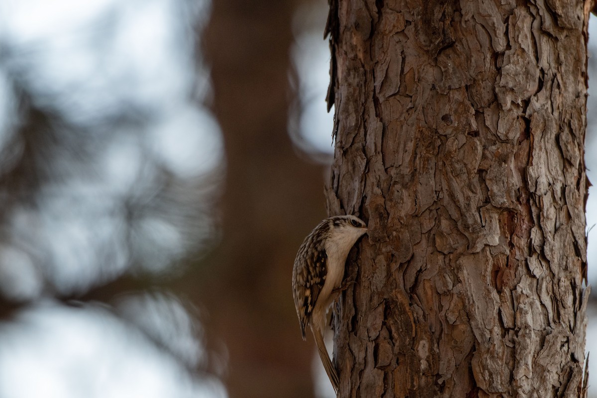 Eurasian Treecreeper - ML199451991