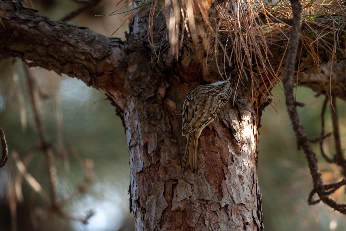 Eurasian Treecreeper - ML199452001