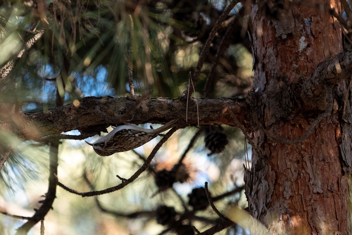 Eurasian Treecreeper - ML199452241