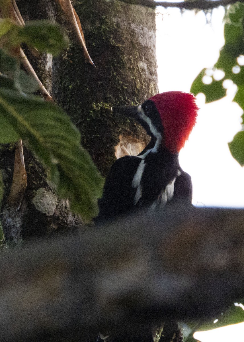 Powerful Woodpecker - ML199452511