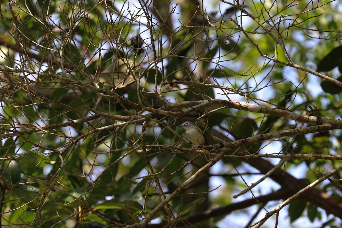 Blue-headed Vireo - ML199452701