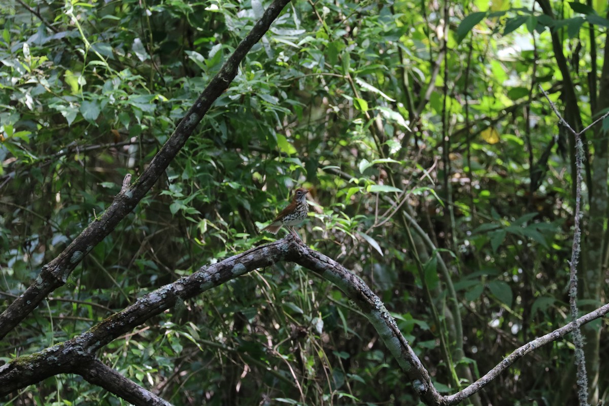 Wood Thrush - ML199453061