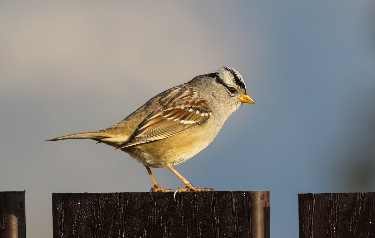 White-crowned Sparrow (Gambel's) - Tom Benson