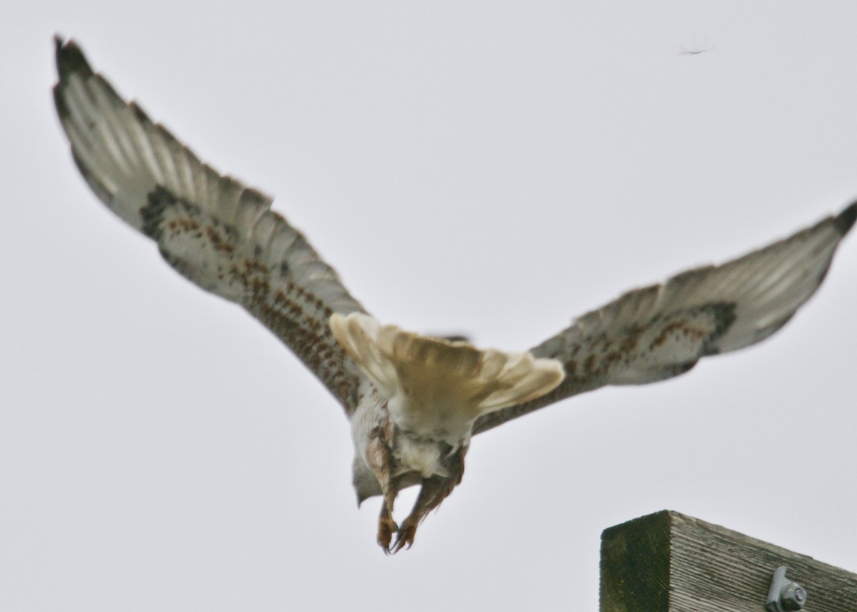 Ferruginous Hawk - Dave Bengston