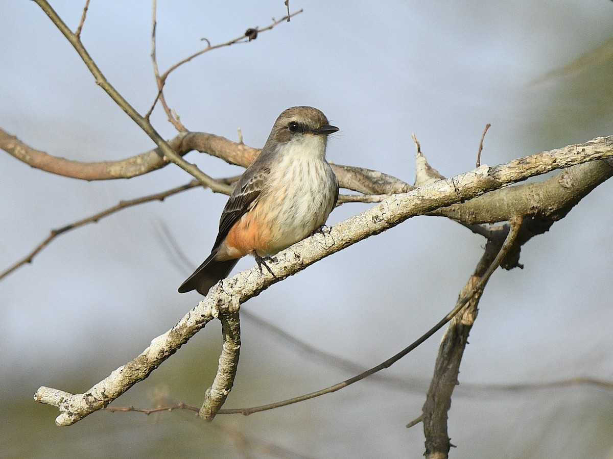 Vermilion Flycatcher - ML199454341