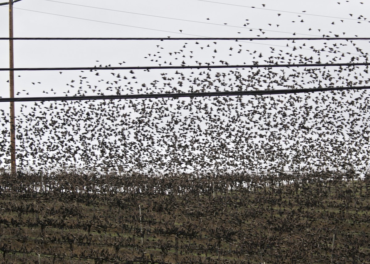 European Starling - ML199454351