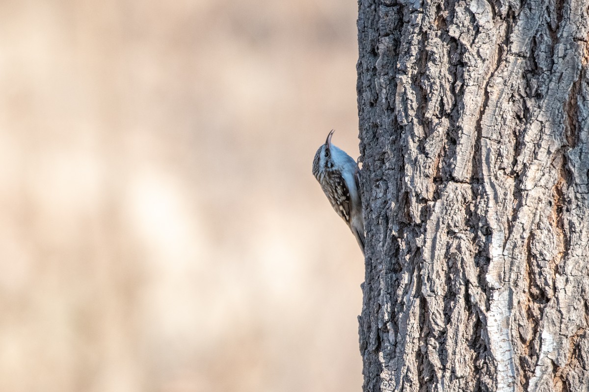 Eurasian Treecreeper - ML199454741