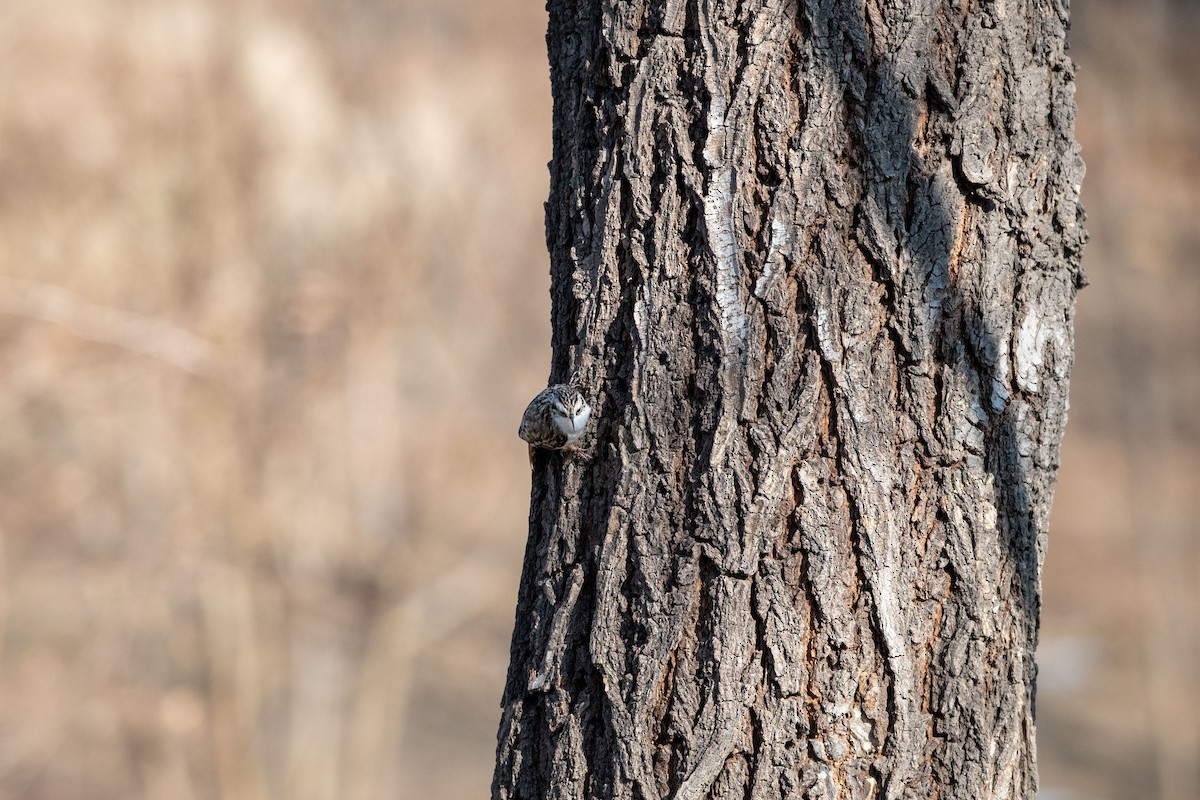 Eurasian Treecreeper - ML199454751