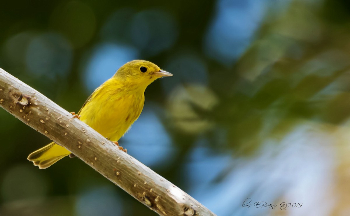 Yellow Warbler - LUIS ENRIQUE BUENO