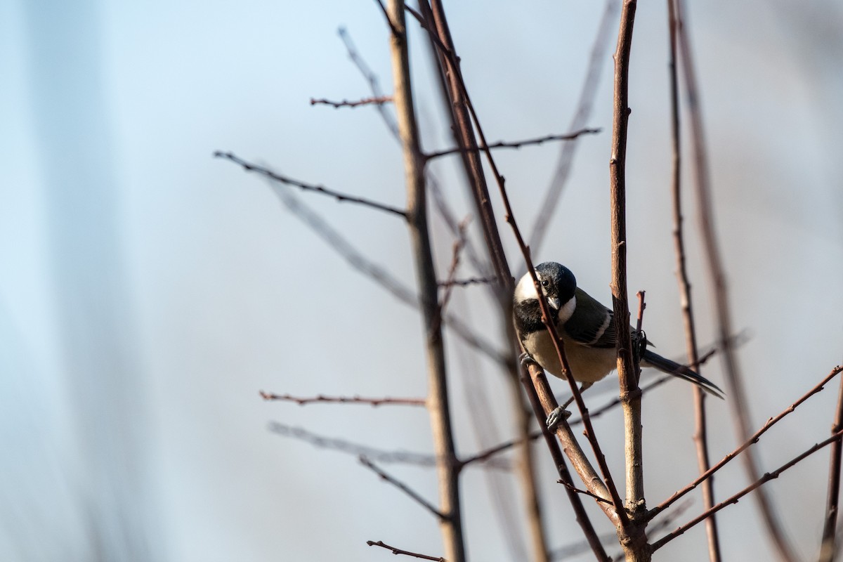 Japanese Tit (Japanese) - ML199456081