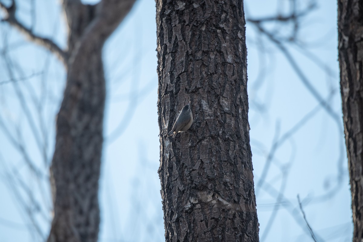 Snowy-browed Nuthatch - ML199456171