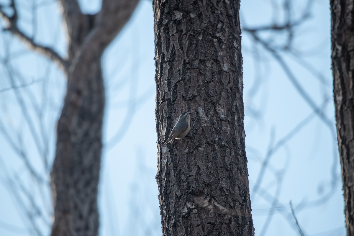 Snowy-browed Nuthatch - ML199456201