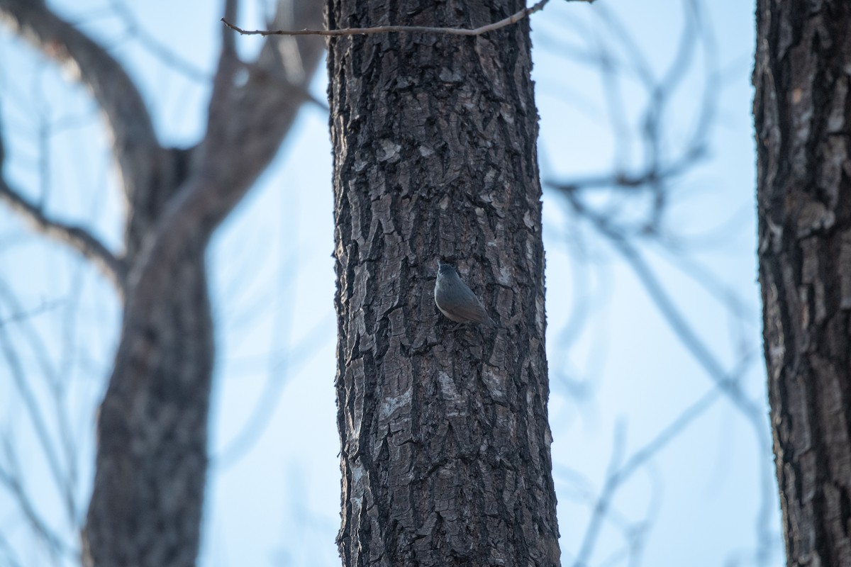 Snowy-browed Nuthatch - ML199456241