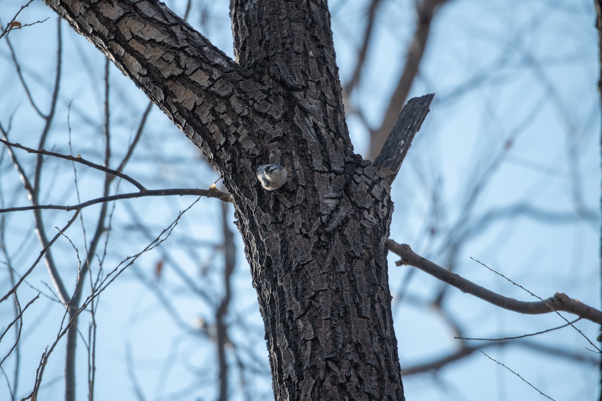 Snowy-browed Nuthatch - ML199456251