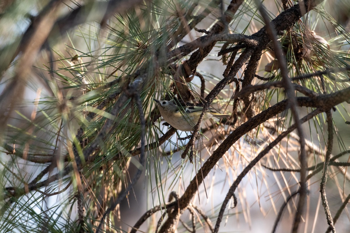 Wintergoldhähnchen - ML199456281