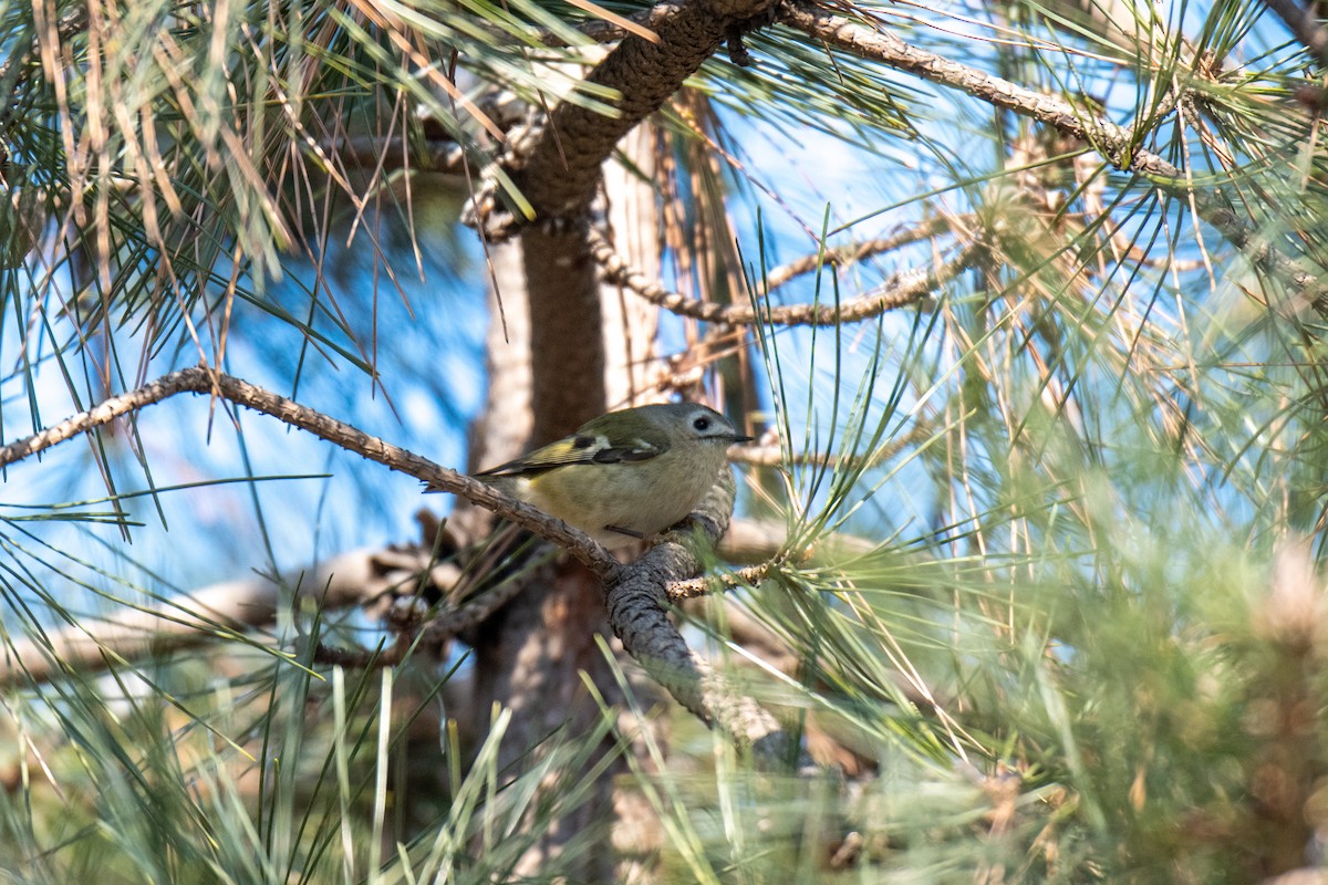 Wintergoldhähnchen - ML199456291