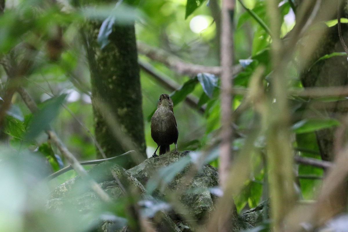 Nava's Wren - ML199456321