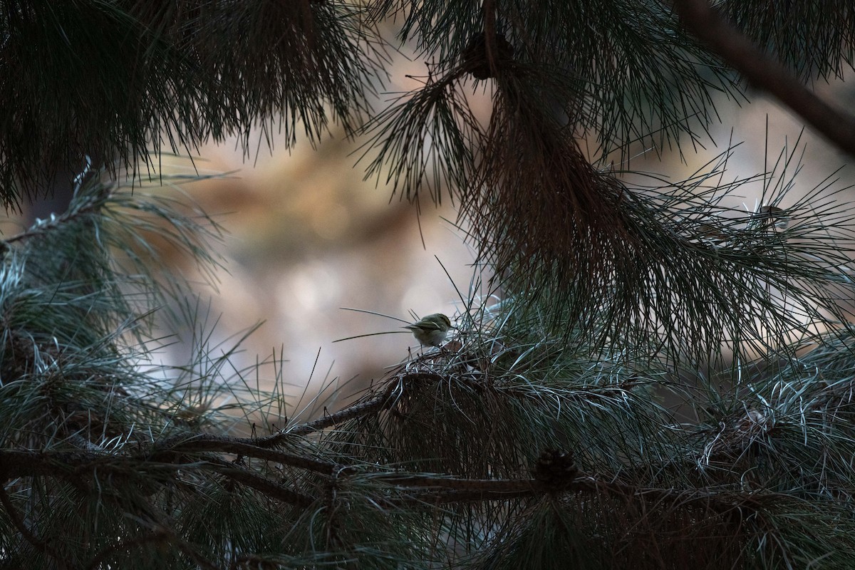 Pallas's Leaf Warbler - ML199456731