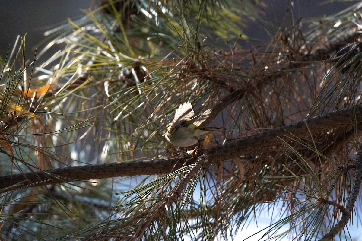 Pallas's Leaf Warbler - (Ai)Tao Liu