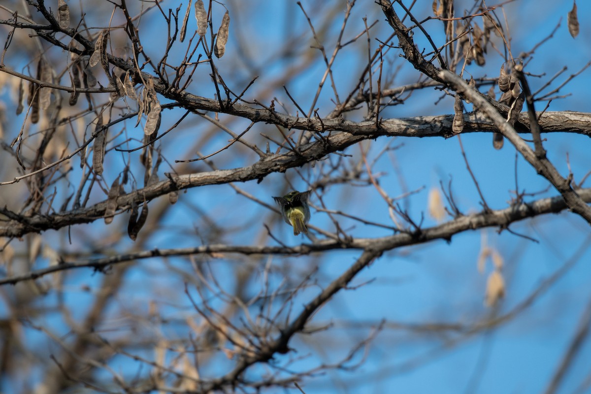 Pallas's Leaf Warbler - ML199456811