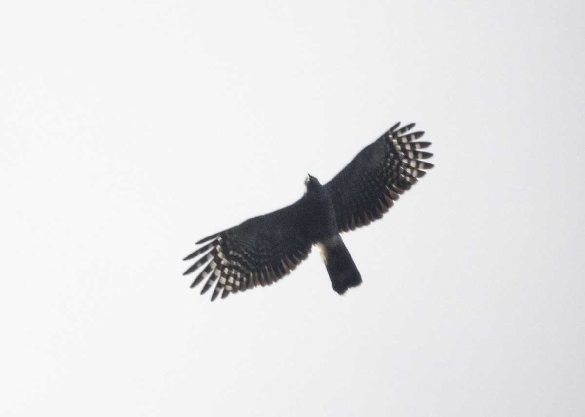 Hook-billed Kite - ML199456951