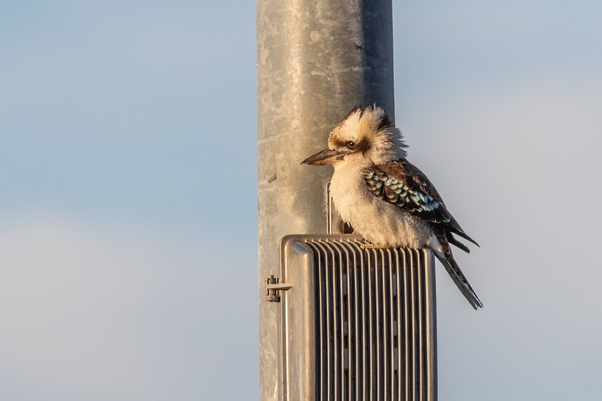 Laughing Kookaburra - Mike Andersen