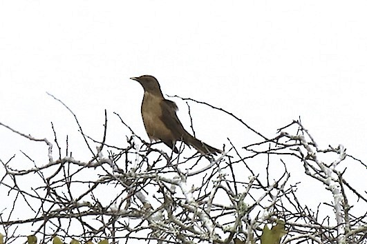 Clay-colored Thrush - robert bowker