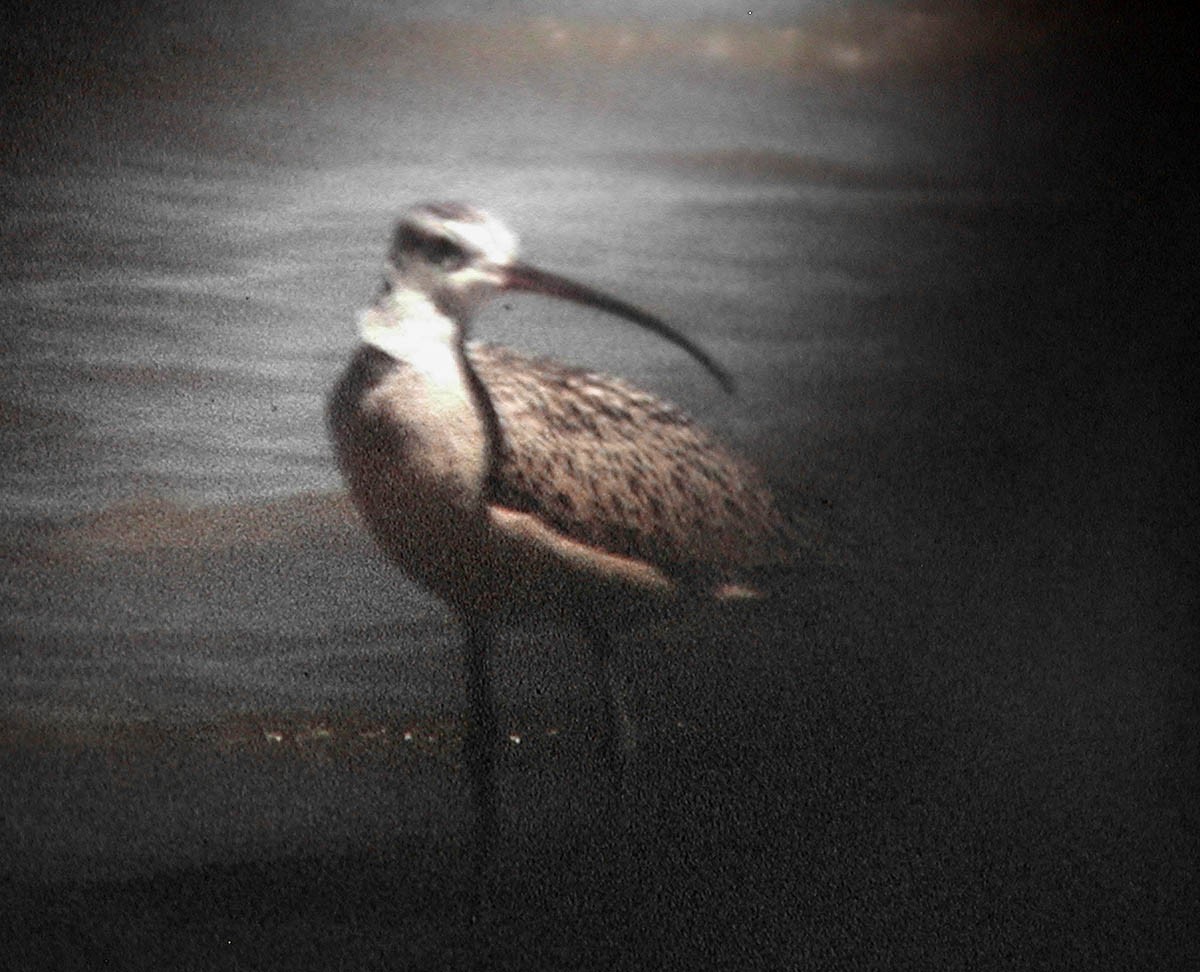 Whimbrel - Van Truan