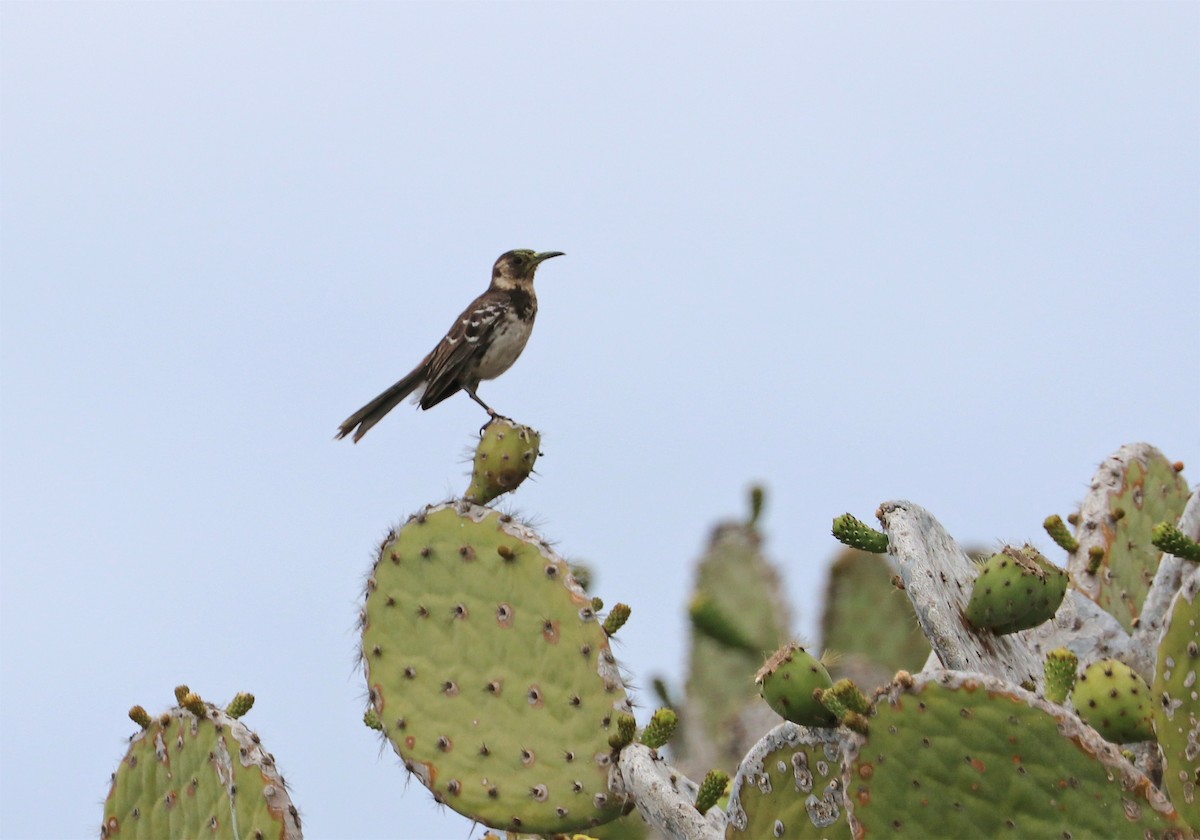 Floreana Mockingbird - ML199464761