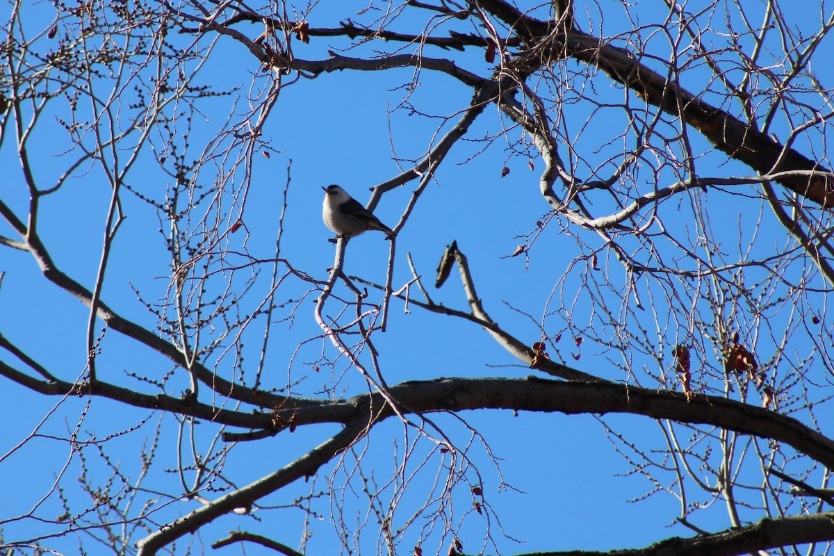 White-breasted Nuthatch - ML199465461