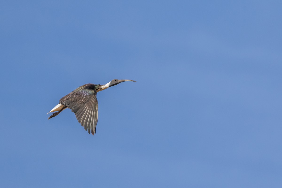 Straw-necked Ibis - Mike Andersen