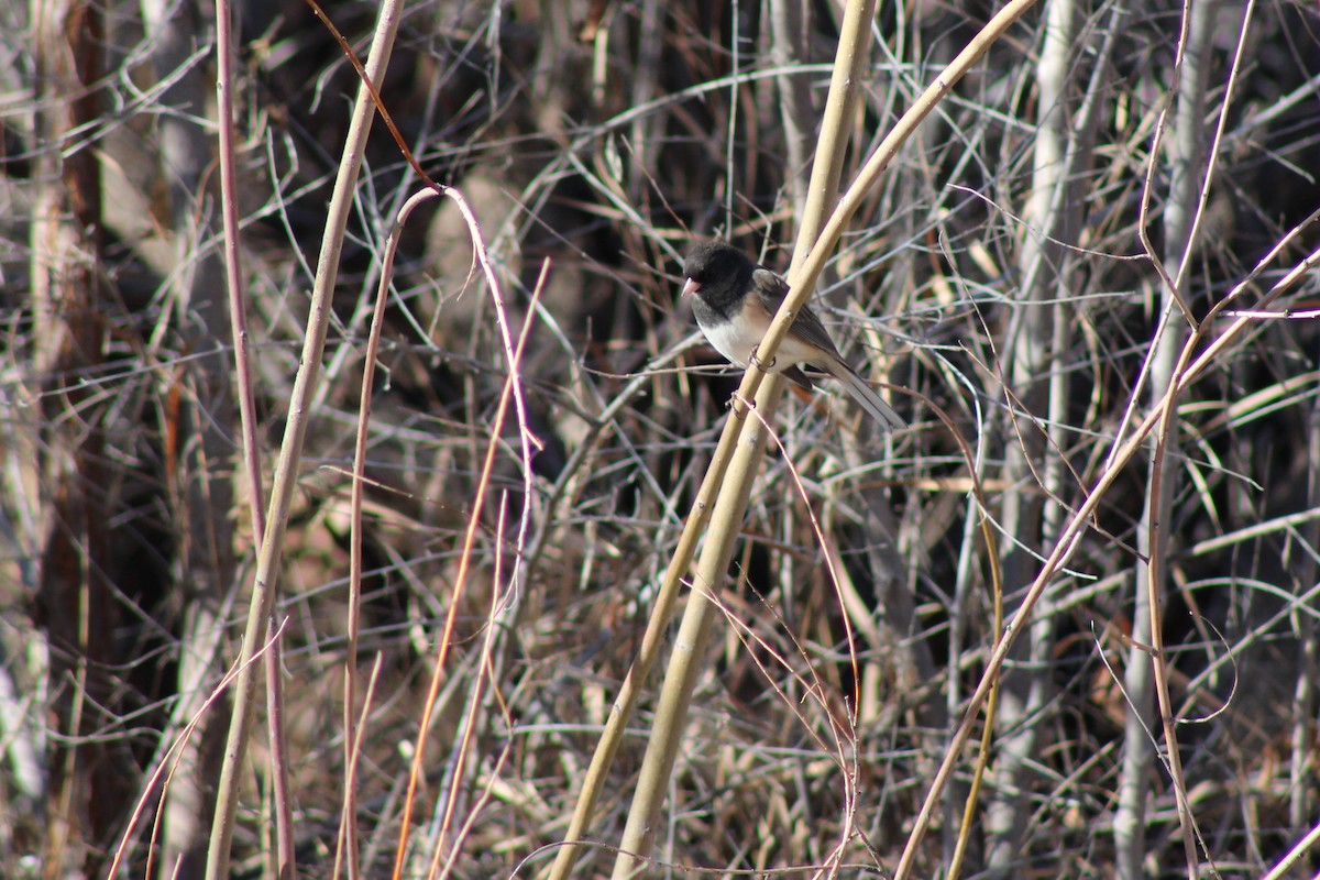 Junco Ojioscuro - ML199466061