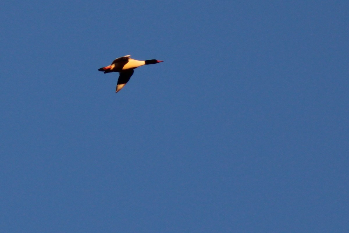 Common Merganser - ML199466301